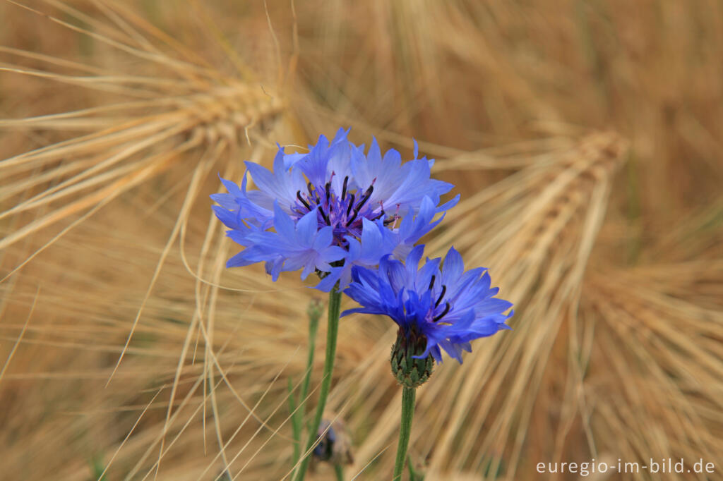 Detailansicht von Kornblume, Cenraurea cyanus und Getreide