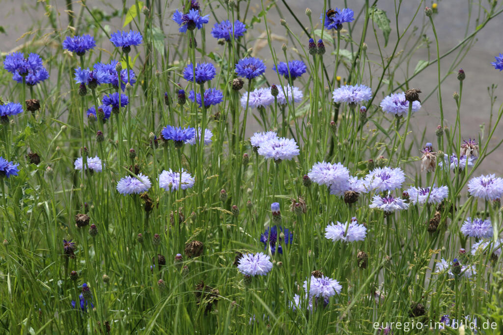 Detailansicht von Kornblume, Centaurea cyanus