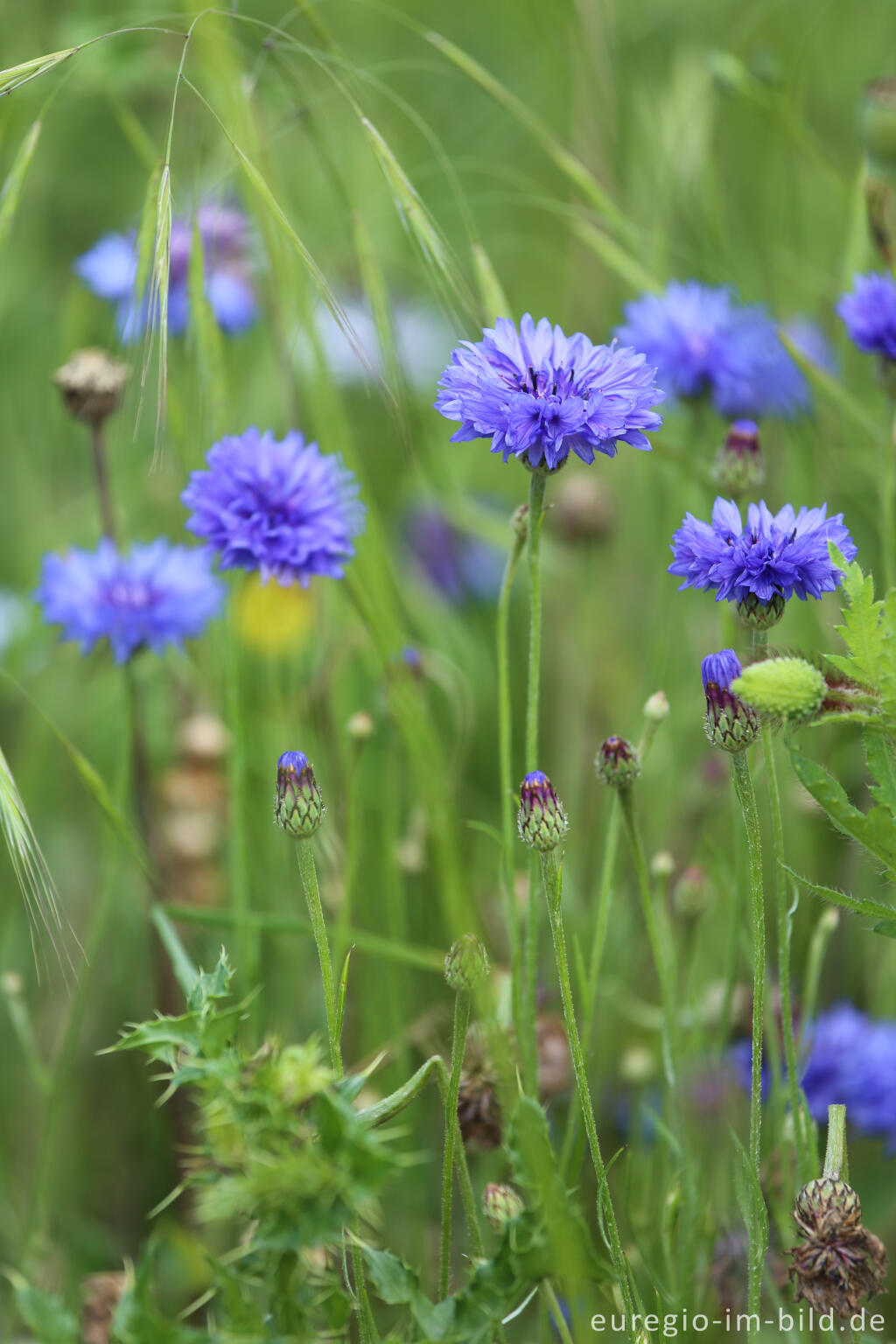 Detailansicht von Kornblume, Centaurea cyanus