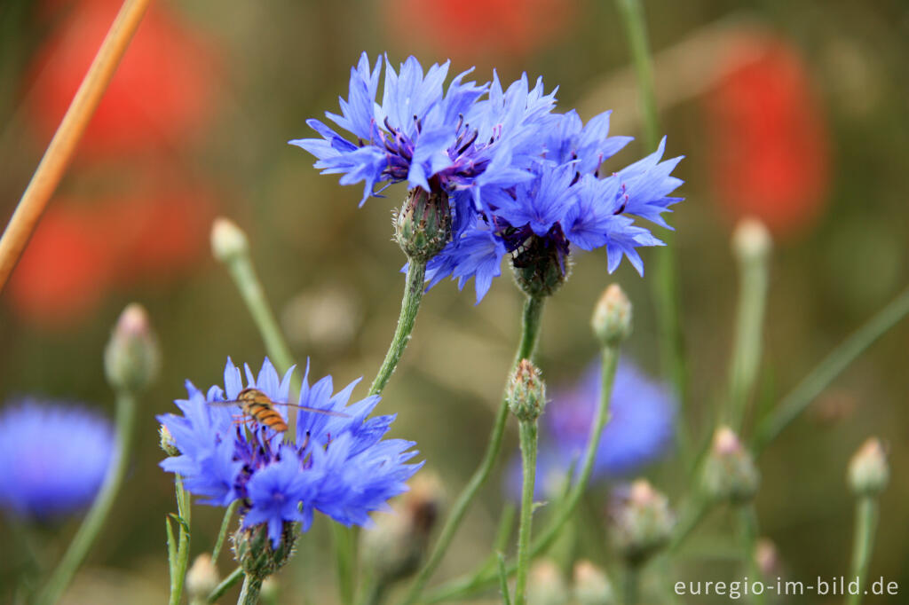 Detailansicht von Kornblume, Centaurea cyanus;