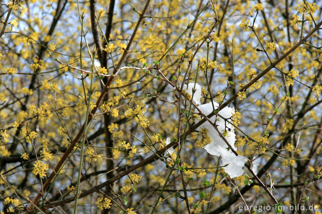 Detailansicht von Kornelkirsche, Cornus mas