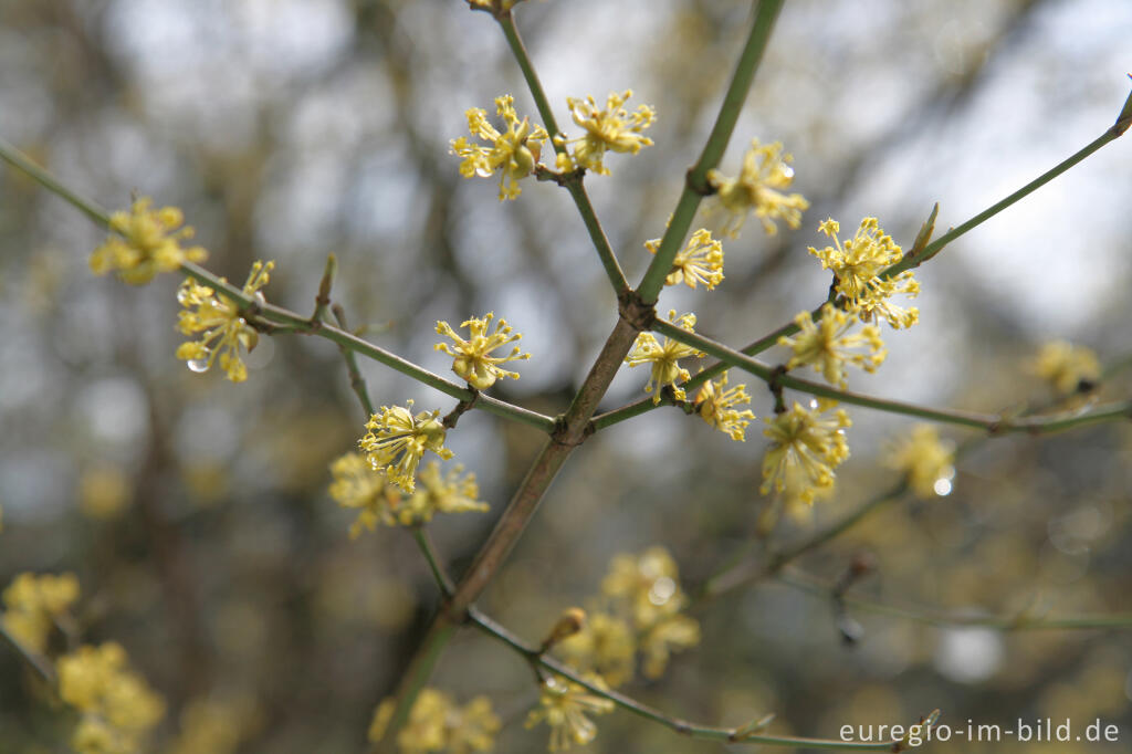 Detailansicht von Kornelkirsche, Cornus mas