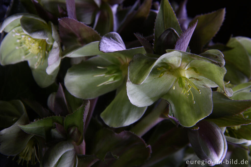 Detailansicht von Korsische Nieswurz, Helleborus argutifolius