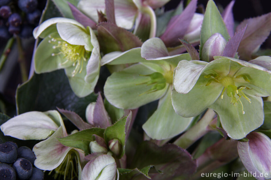 Detailansicht von Korsische Nieswurz, Helleborus argutifolius