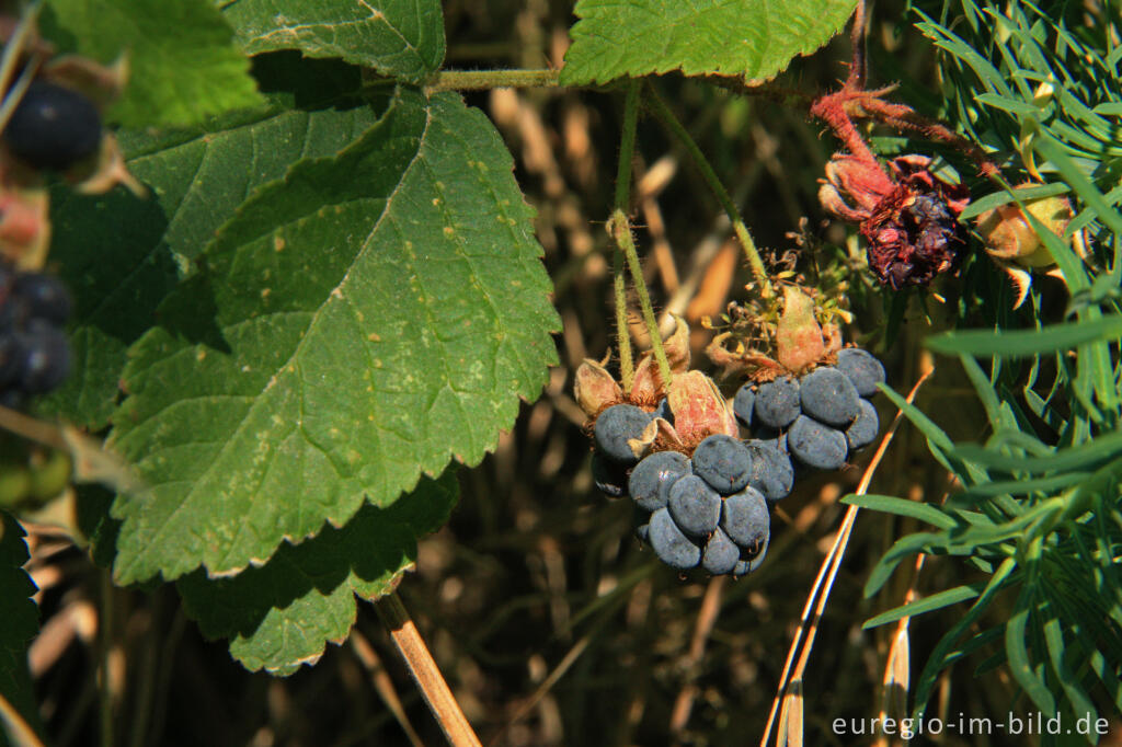 Kratzbeere, Rubus caesius