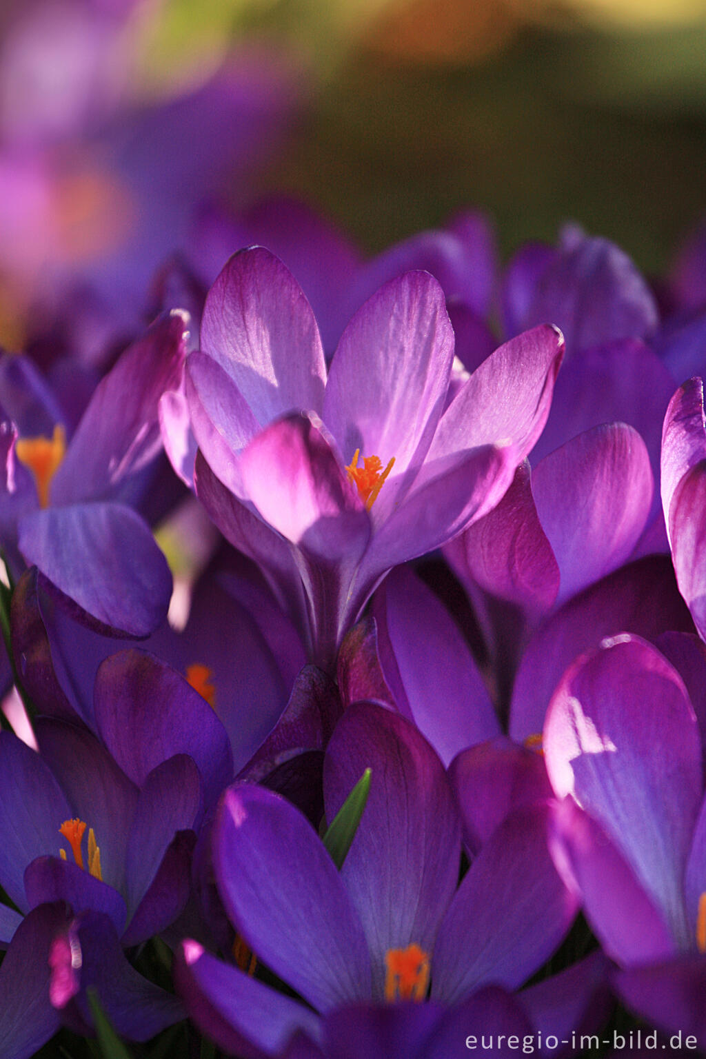 Detailansicht von Krokus, Crocus