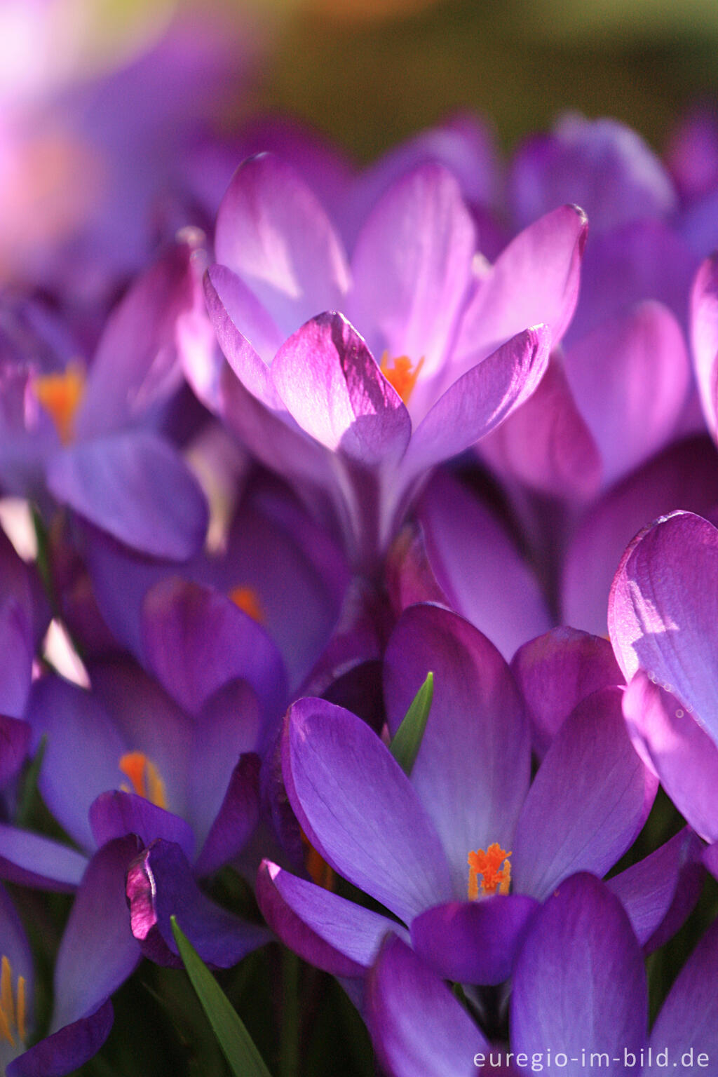 Detailansicht von Krokus, Crocus