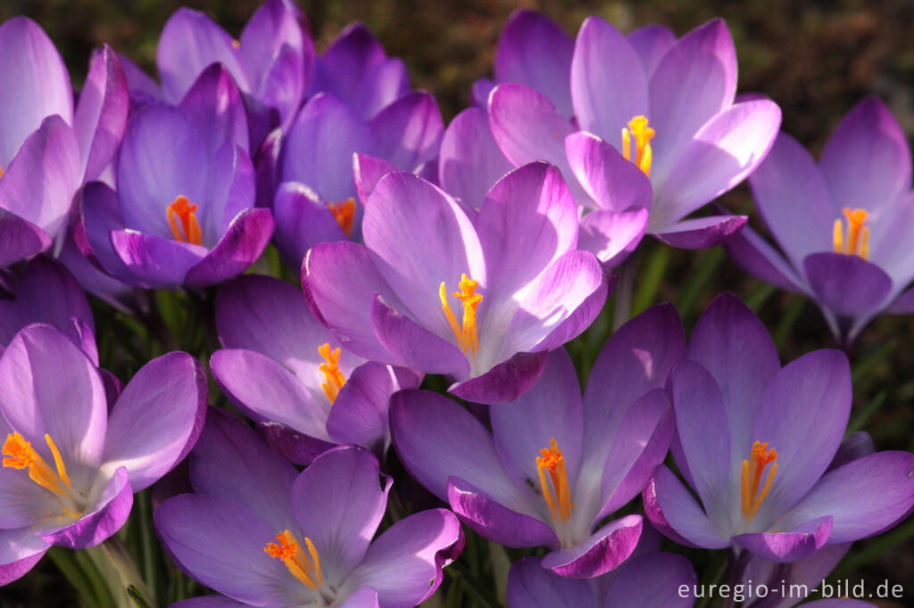 Detailansicht von Krokus, Crocus