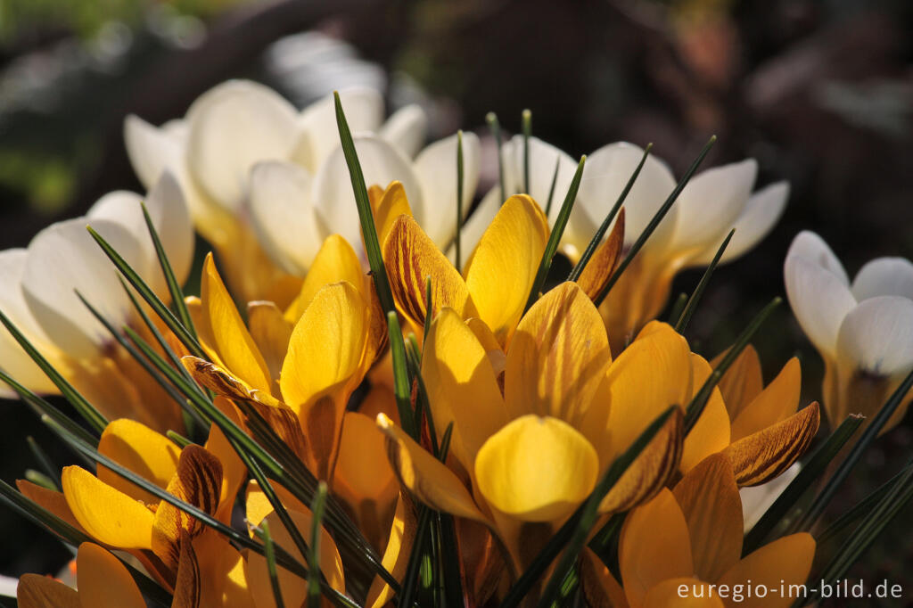 Detailansicht von Krokus, Crocus