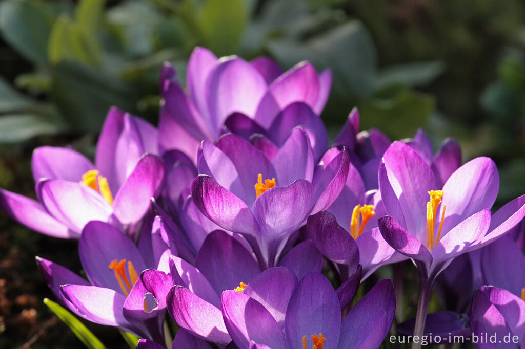 Detailansicht von Krokus, Crocus