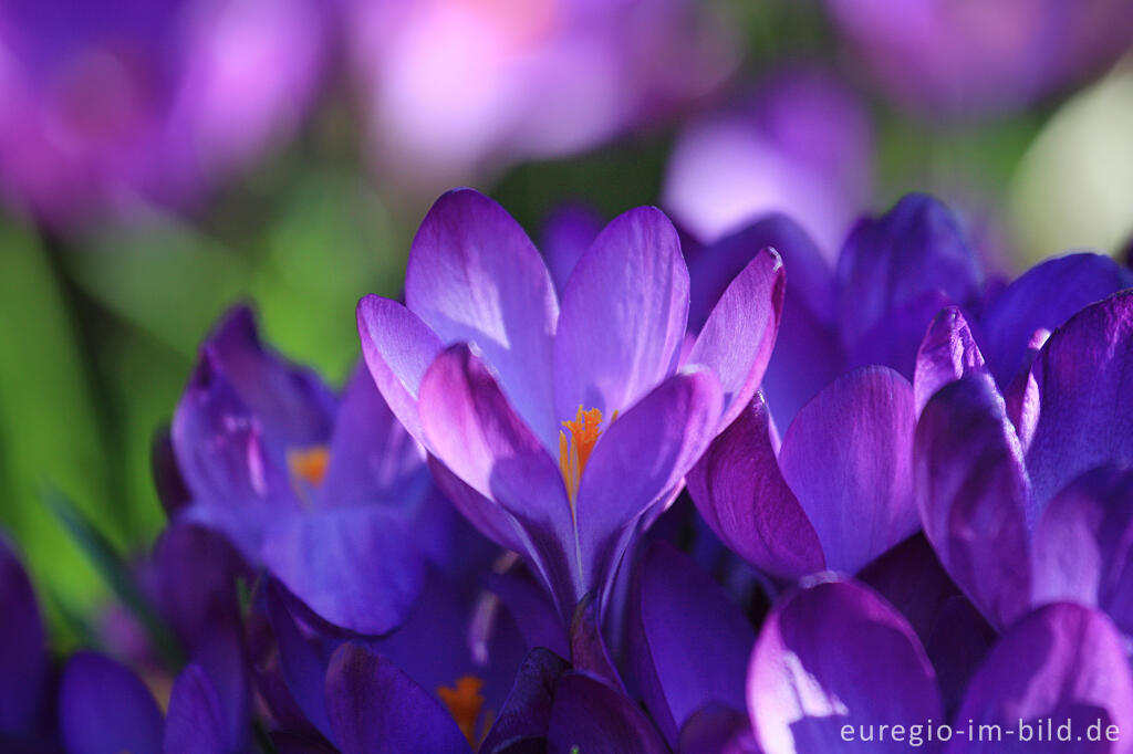 Detailansicht von Krokus, Crocus