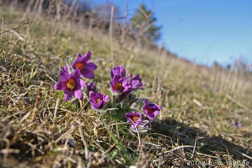 Detailansicht von Küchenschelle bei Marmagen