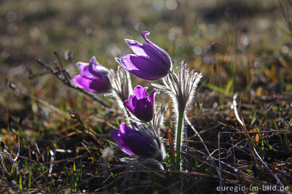 Küchenschelle bei Marmagen