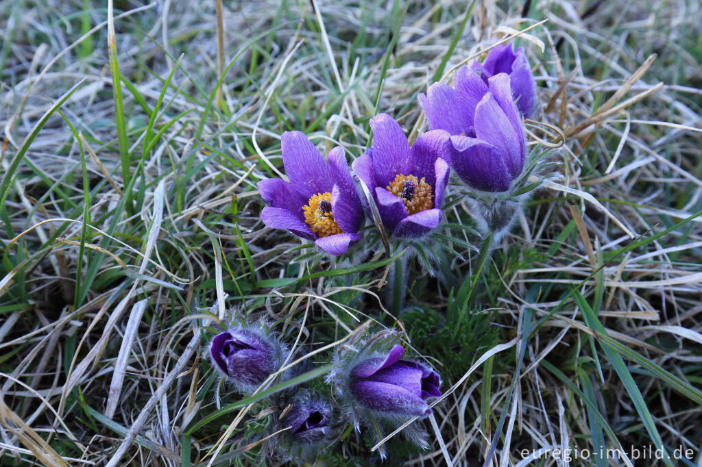 Detailansicht von Küchenschellen, Pulsatilla, im Gillesbachtal