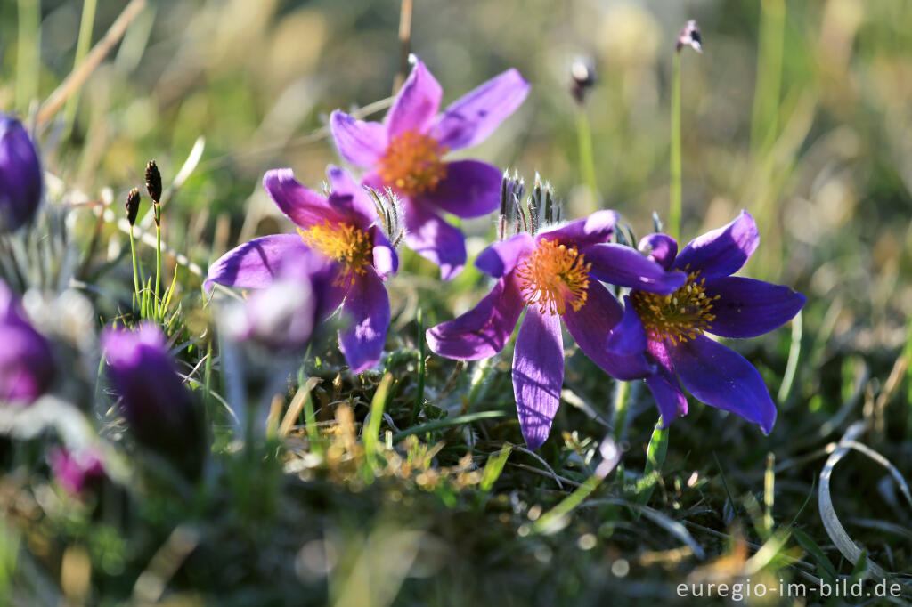 Detailansicht von Küchenschellen, Pulsatilla, im Gillesbachtal