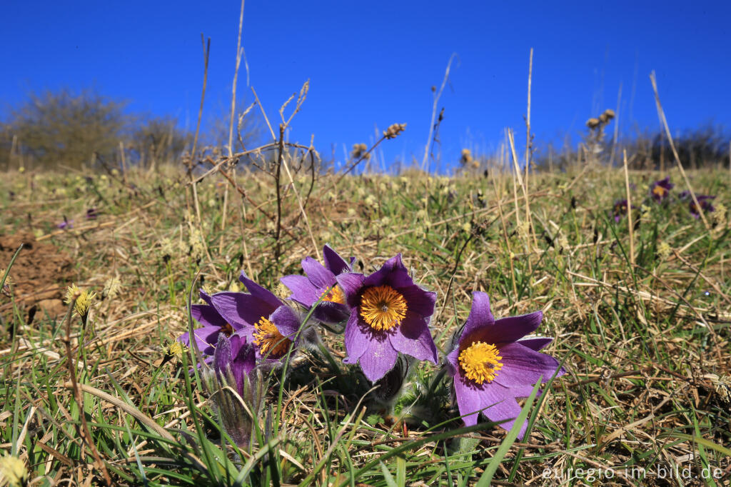 Detailansicht von Küchenschellen, Pulsatilla, im Gillesbachtal