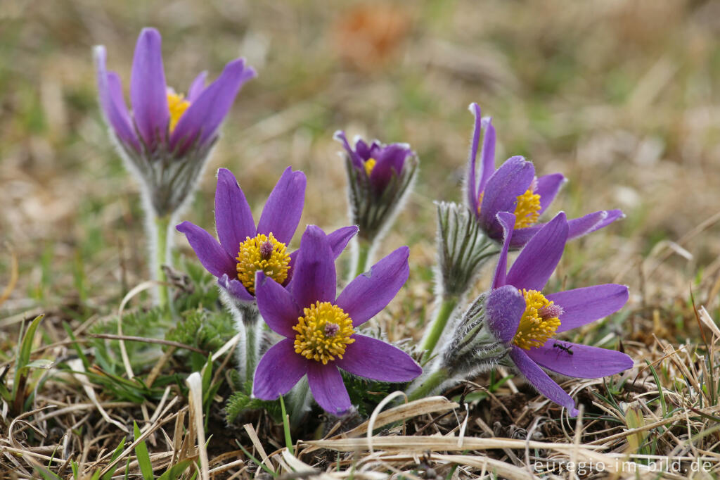 Detailansicht von Küchenschellen, Pulsatilla, im Gillesbachtal