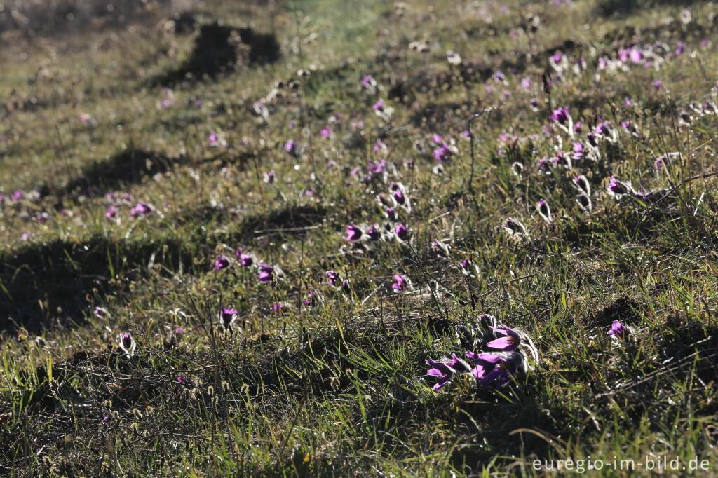 Detailansicht von Küchenschellen, Pulsatilla, im Gillesbachtal