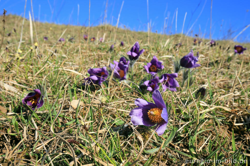 Detailansicht von Küchenschellen, Pulsatilla, im Gillesbachtal