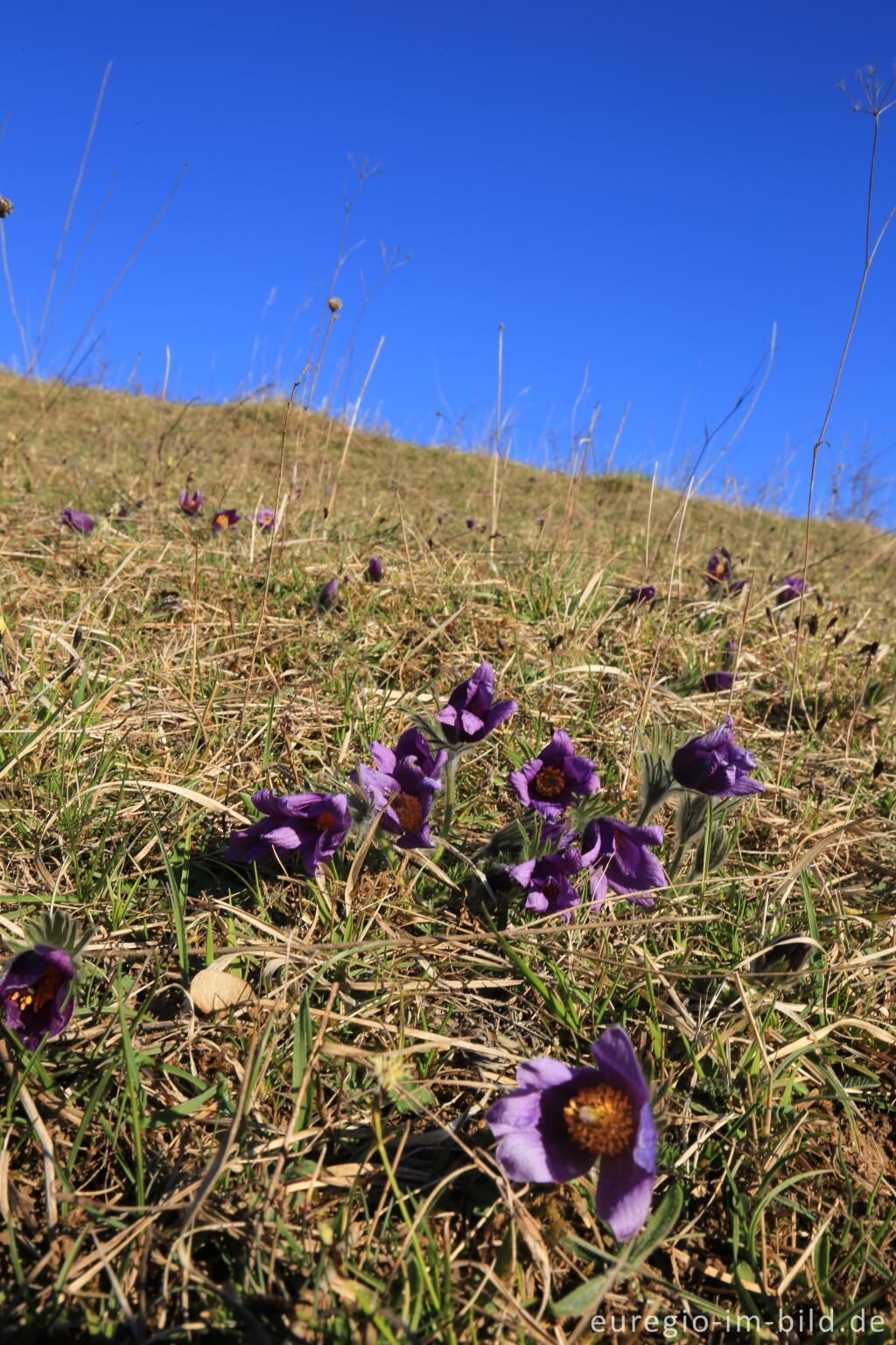 Detailansicht von Küchenschellen, Pulsatilla, im Gillesbachtal