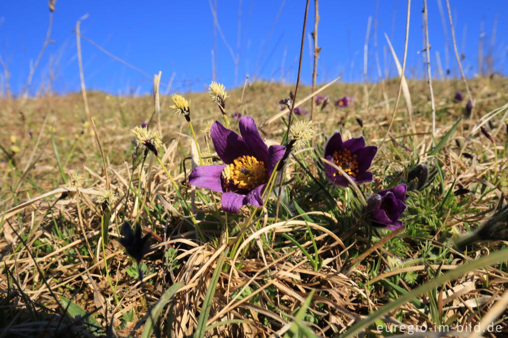 Detailansicht von Küchenschellen, Pulsatilla, im Gillesbachtal