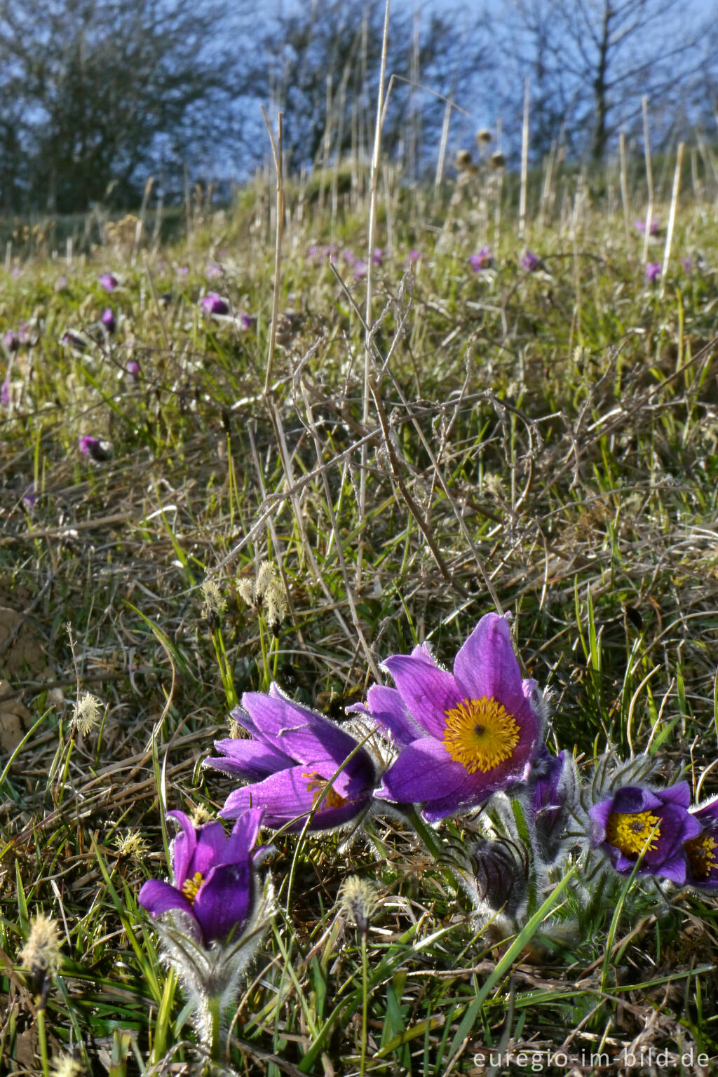 Detailansicht von Küchenschellen, Pulsatilla, im Gillesbachtal