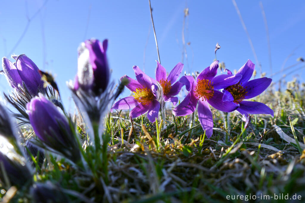 Detailansicht von Küchenschellen, Pulsatilla, im Gillesbachtal