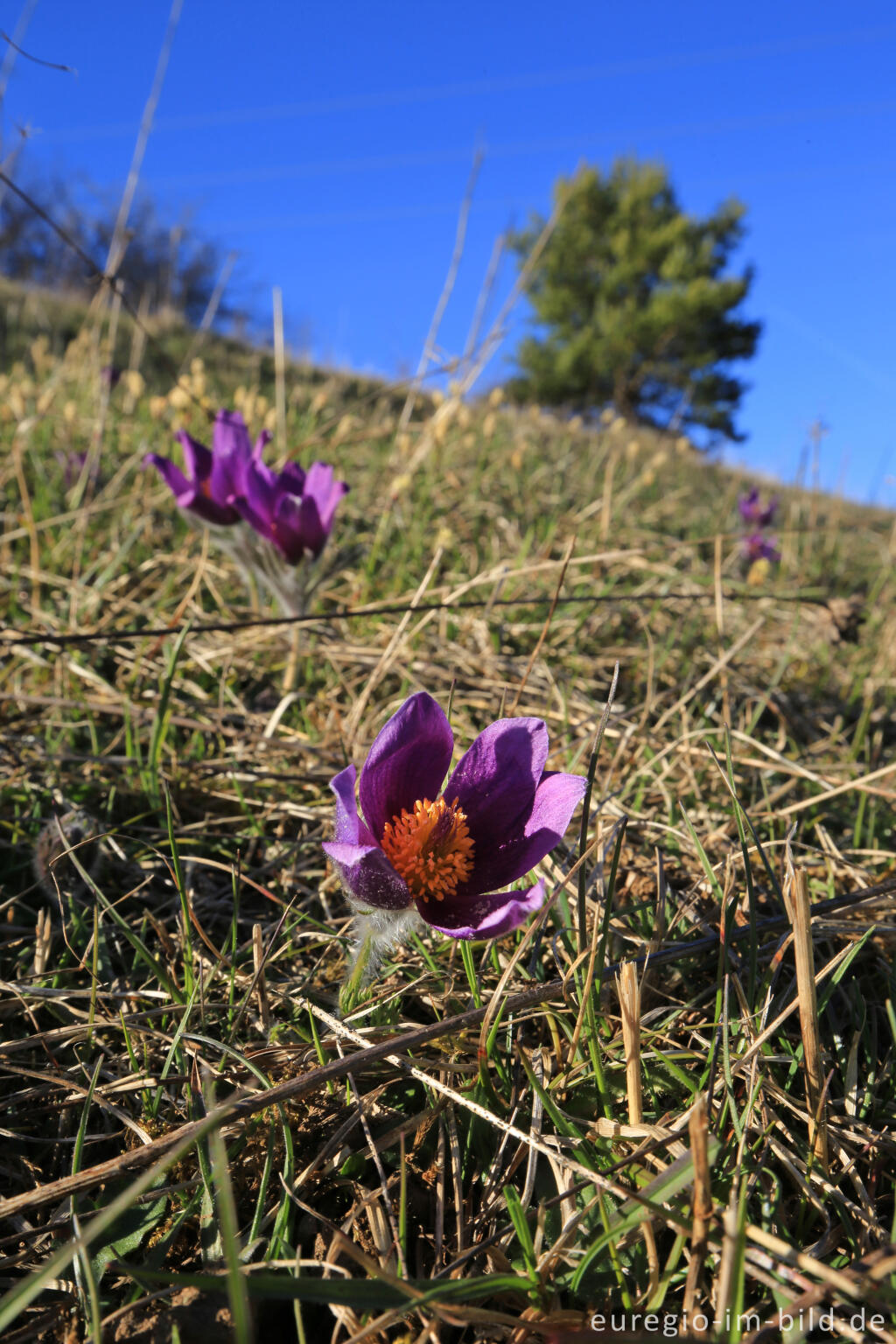 Detailansicht von Küchenschellen, Pulsatilla, im Gillesbachtal