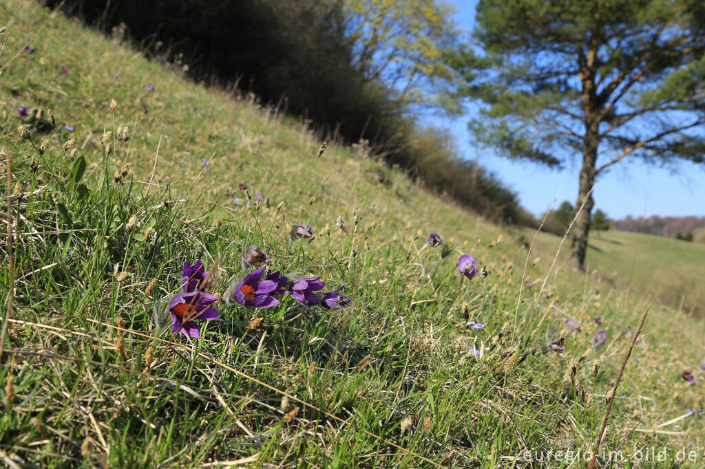 Detailansicht von Küchenschellen, Pulsatilla, im Gillesbachtal