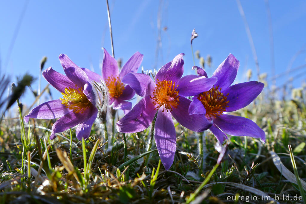 Detailansicht von Küchenschellen, Pulsatilla, im Gillesbachtal