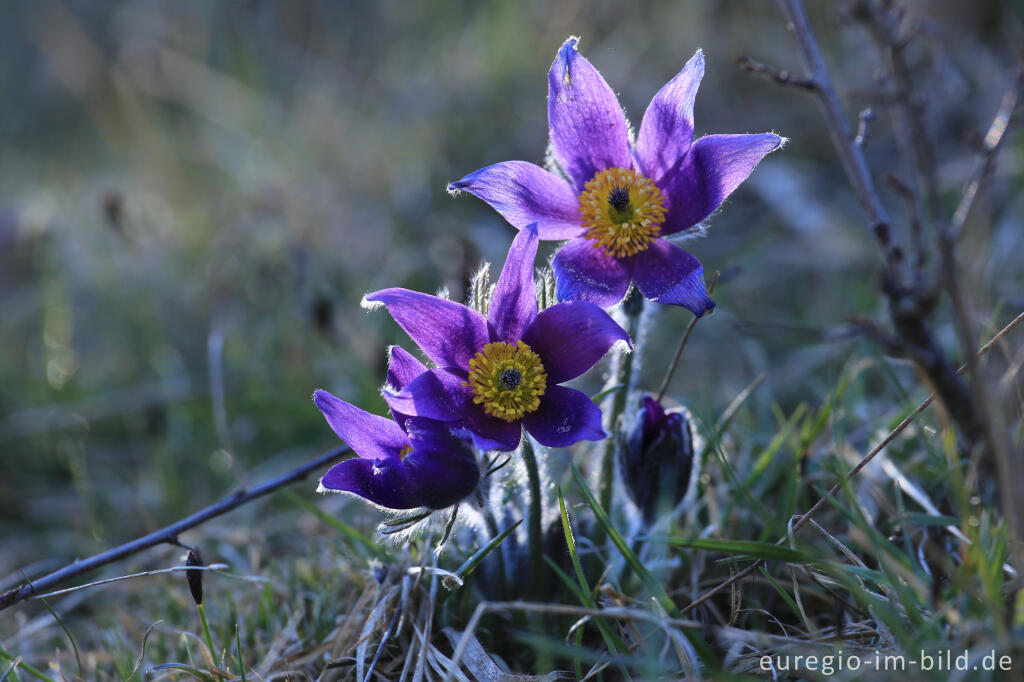 Detailansicht von Küchenschellen, Pulsatilla, im Gillesbachtal