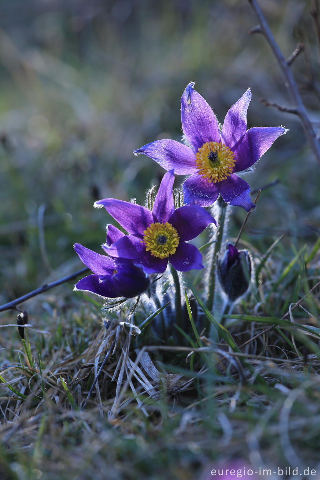 Küchenschellen, Pulsatilla, im Gillesbachtal