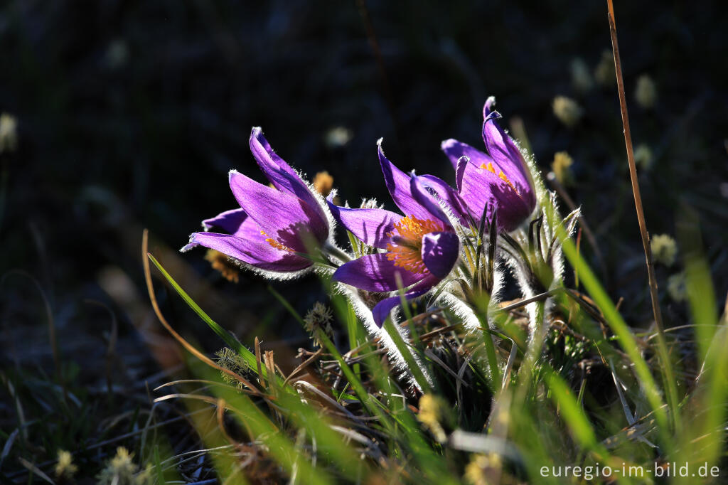 Küchenschellen, Pulsatilla, im Gillesbachtal