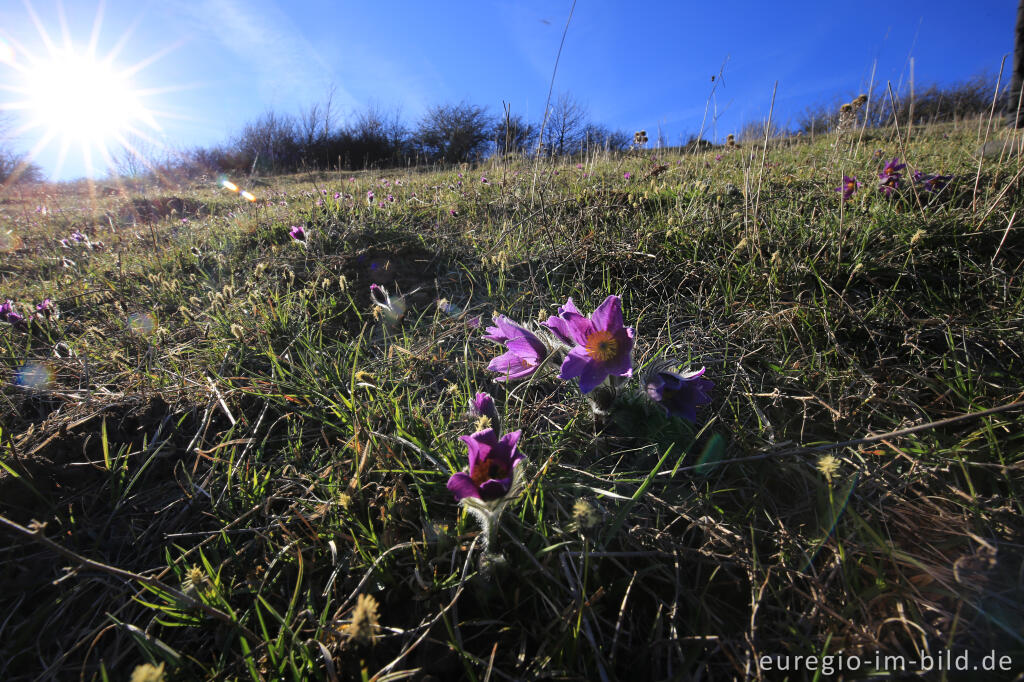 Detailansicht von Küchenschellen, Pulsatilla, im Gillesbachtal