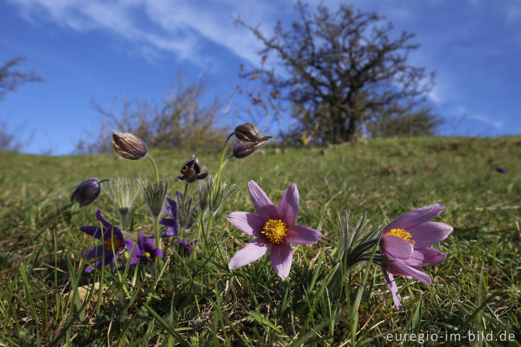 Detailansicht von Küchenschellen, Pulsatilla vulgaris, auch Kuhschellen genannt,  auf dem Bürvenicher Berg 