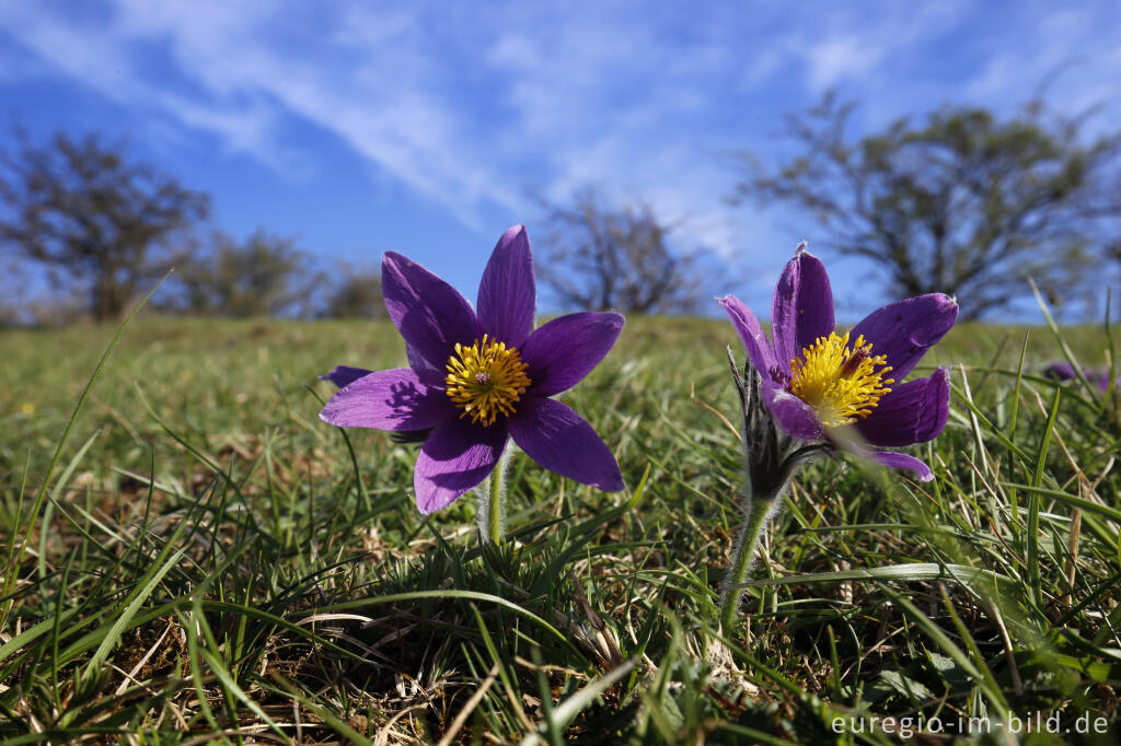 Detailansicht von Küchenschellen, Pulsatilla vulgaris, auch Kuhschellen genannt,  auf dem Bürvenicher Berg 