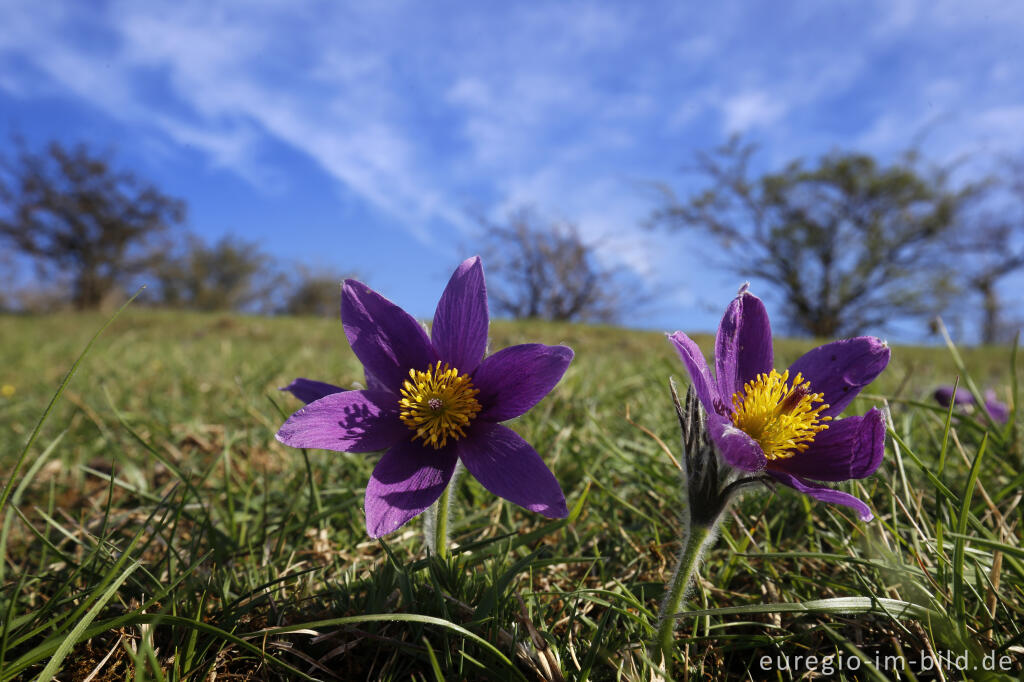 Detailansicht von Küchenschellen, Pulsatilla vulgaris, auch Kuhschellen genannt,  auf dem Bürvenicher Berg 