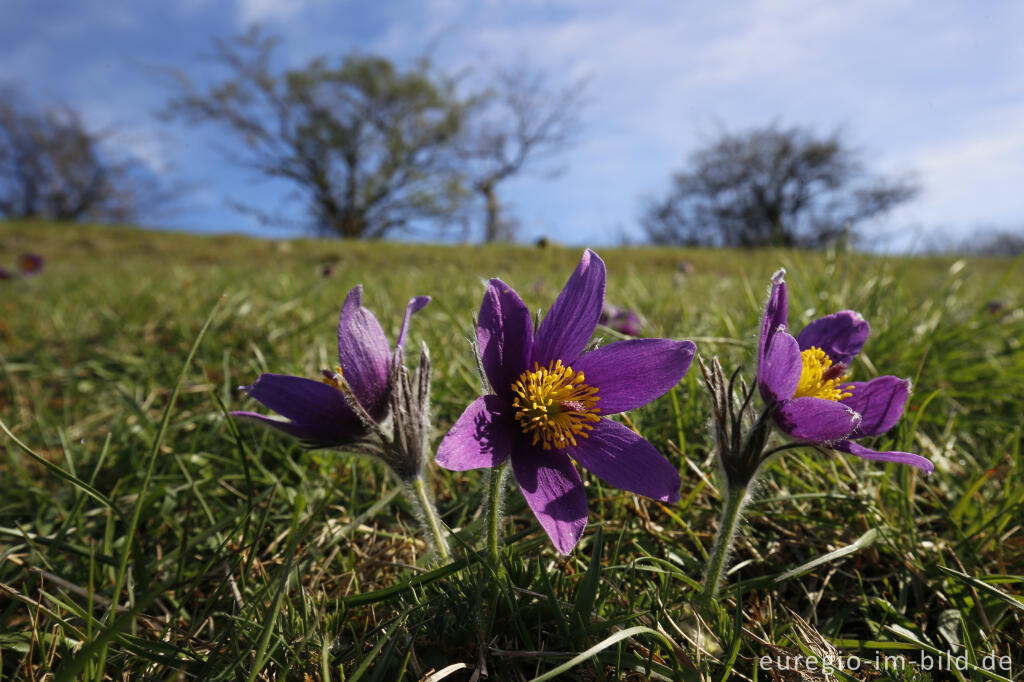 Detailansicht von Küchenschellen, Pulsatilla vulgaris, auch Kuhschellen genannt,  auf dem Bürvenicher Berg 