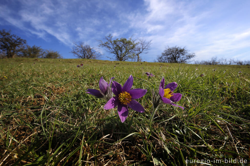 Detailansicht von Küchenschellen, Pulsatilla vulgaris, auch Kuhschellen genannt,  auf dem Bürvenicher Berg 