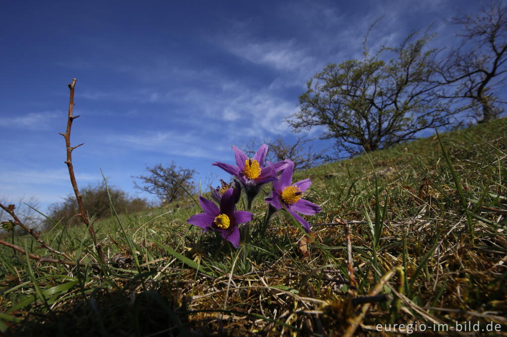 Detailansicht von Küchenschellen, Pulsatilla vulgaris, auch Kuhschellen genannt,  auf dem Bürvenicher Berg 