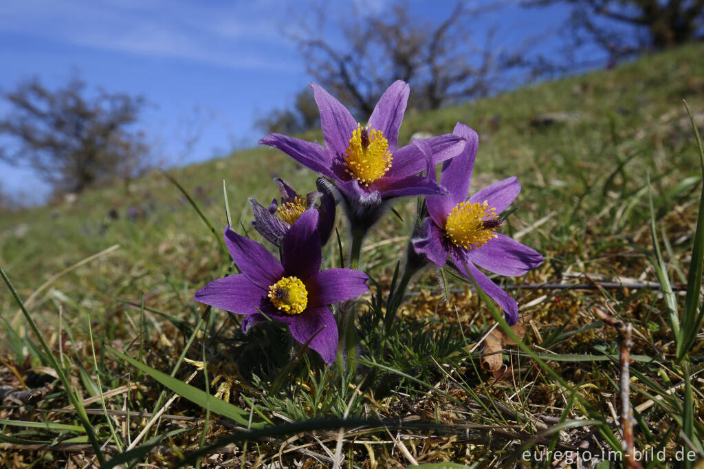 Detailansicht von Küchenschellen, Pulsatilla vulgaris, auch Kuhschellen genannt,  auf dem Bürvenicher Berg 