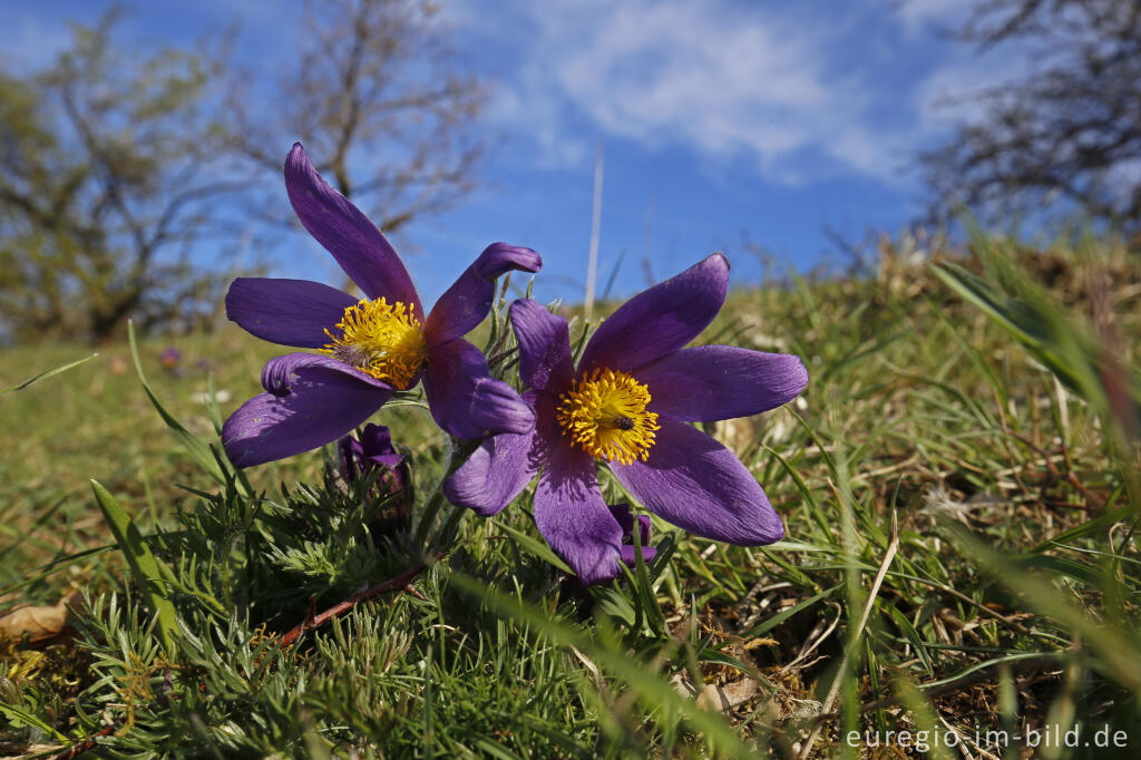 Detailansicht von Küchenschellen, Pulsatilla vulgaris, auch Kuhschellen genannt,  auf dem Bürvenicher Berg 