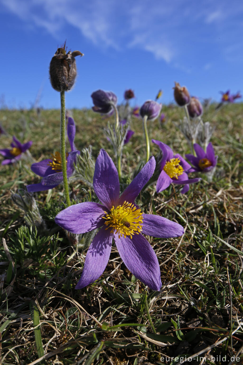 Detailansicht von Küchenschellen, Pulsatilla vulgaris, auch Kuhschellen genannt,  auf dem Bürvenicher Berg 