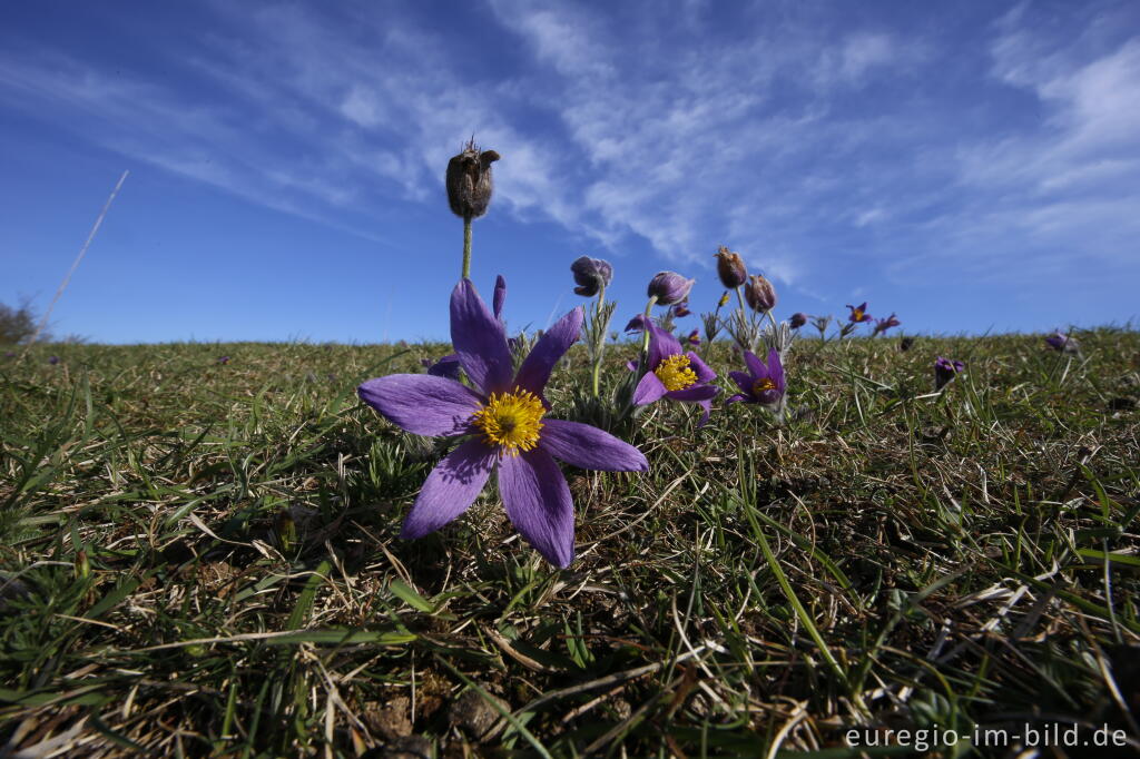 Detailansicht von Küchenschellen, Pulsatilla vulgaris, auch Kuhschellen genannt,  auf dem Bürvenicher Berg 