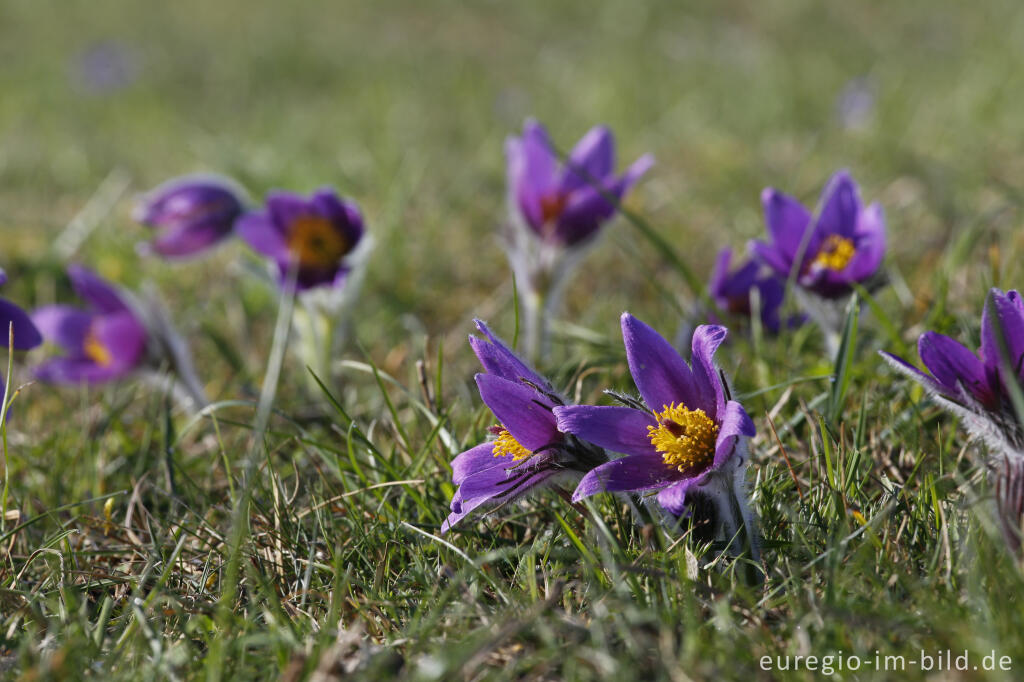 Detailansicht von Küchenschellen, Pulsatilla vulgaris, auch Kuhschellen genannt,  auf dem Bürvenicher Berg 