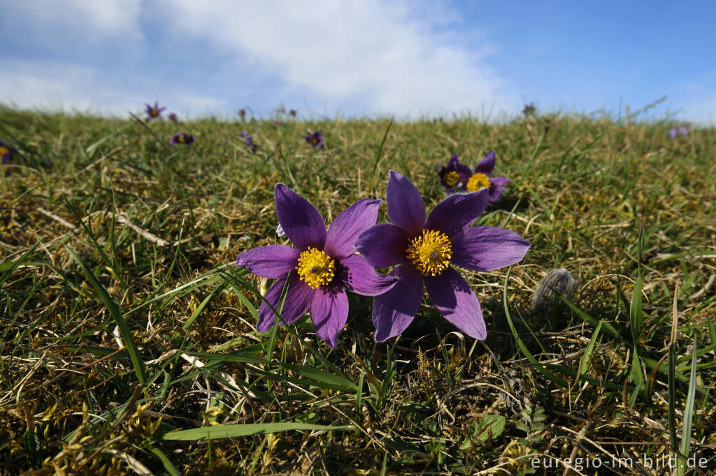 Detailansicht von Küchenschellen, Pulsatilla vulgaris, auch Kuhschellen genannt,  auf dem Bürvenicher Berg 