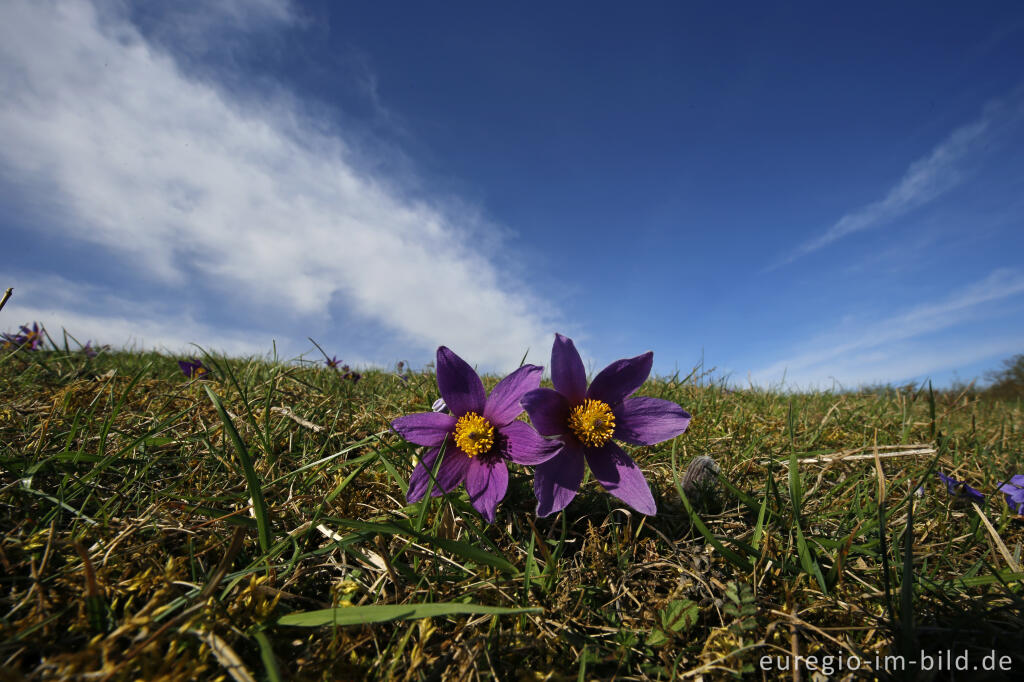 Detailansicht von Küchenschellen, Pulsatilla vulgaris, auch Kuhschellen genannt,  auf dem Bürvenicher Berg 