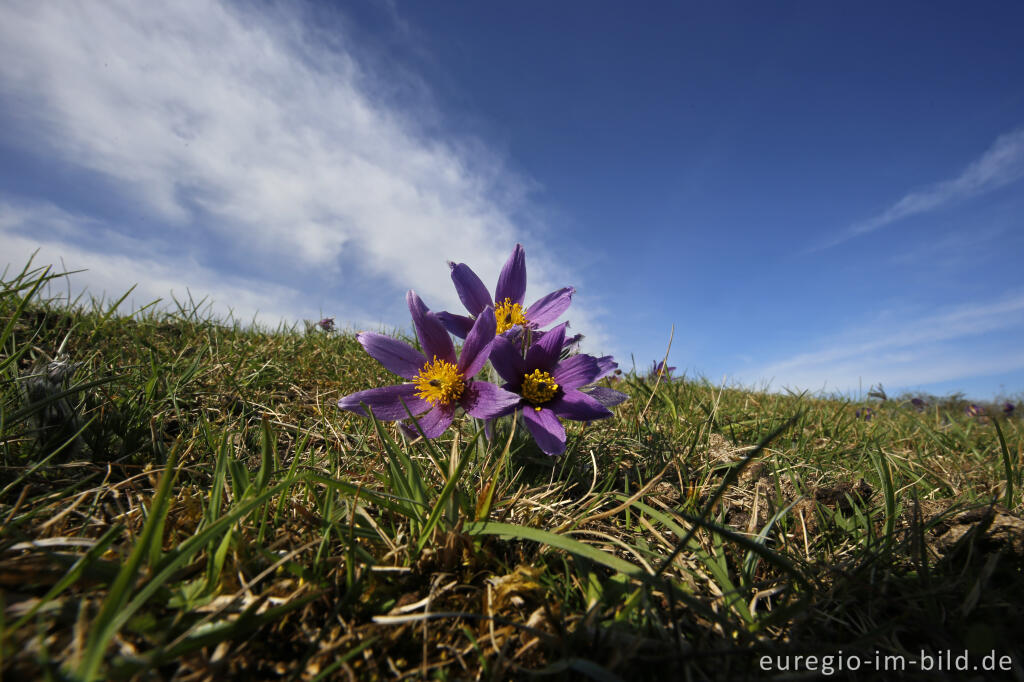 Detailansicht von Küchenschellen, Pulsatilla vulgaris, auch Kuhschellen genannt,  auf dem Bürvenicher Berg 