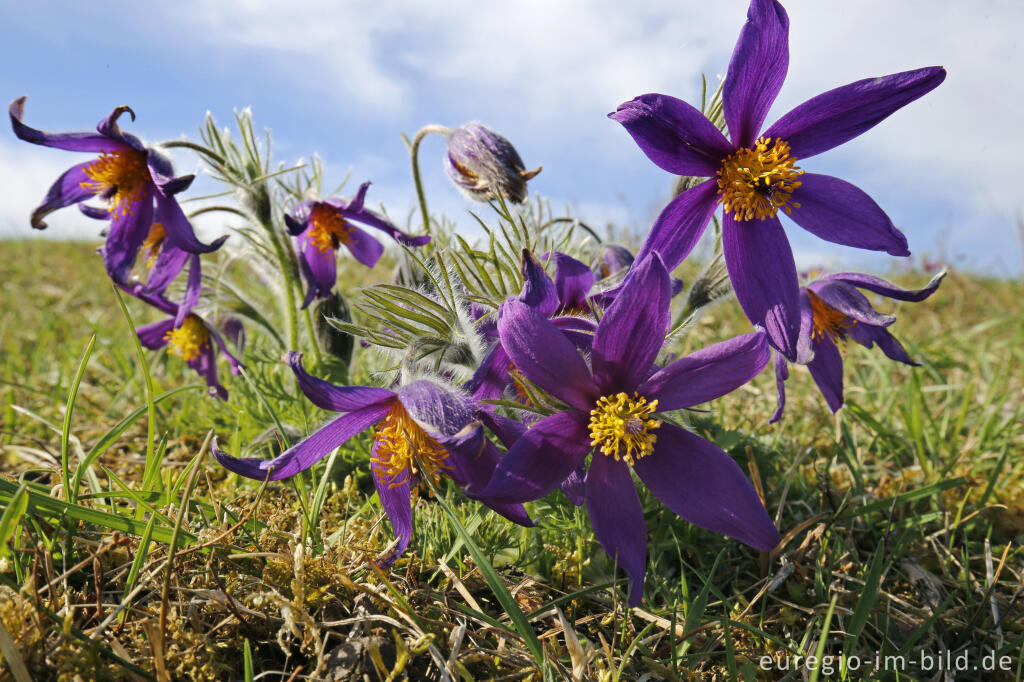 Detailansicht von Küchenschellen, Pulsatilla vulgaris, auch Kuhschellen genannt,  auf dem Bürvenicher Berg 