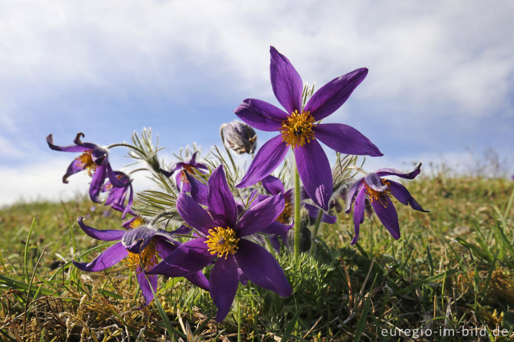 Detailansicht von Küchenschellen, Pulsatilla vulgaris, auch Kuhschellen genannt,  auf dem Bürvenicher Berg 